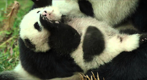 《我们诞生在中国》熊猫丫丫