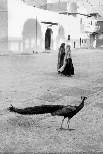 Paon  Jaipur, 1956