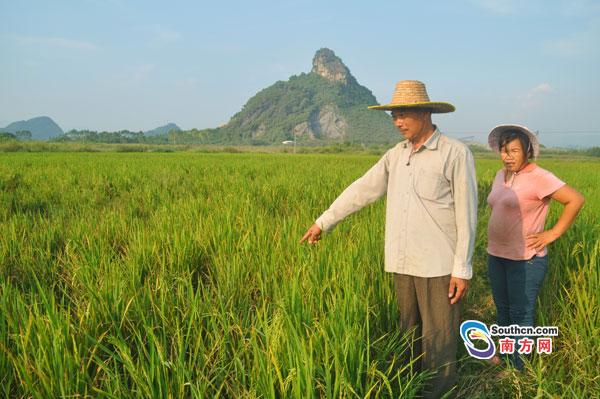 ϷձѶ߳ӽգ22գӢɇ´򱾱ϣƸôֲ500ĶӽˮгһͲ󣬶ֲıˮӽˮֹ˾ṩ⡣ԴˣӢũҵӦҪˮȾϷˮɡ