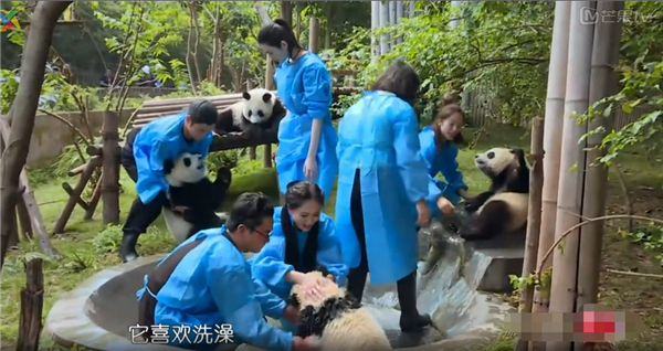 其实，野外的大熊猫是不经常洗澡的，动物园中的滚滚常常给人一种很脏的印象，是因为洗澡洗多了会使熊猫的抵抗力降低。因此，国内的动物园一般会在熊猫馆建一个水池，大熊猫自行决定什么时候洗。