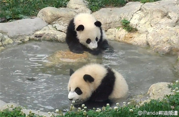 节目中，嘉宾们各种抚摸滚滚，被滚滚萌翻了的刘嘉玲说：大熊猫可爱到它怎么对你，你都不会害怕。