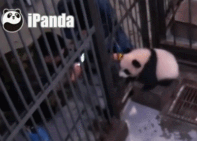 许多熊猫粉气哭了：真把滚滚闪瞎了你负得起责吗？