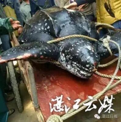 这只被渔民称为“大海怪”的动物,引起了网友们的关注。然而,还没弄清楚它的身份时,海龟却惨遭屠宰。