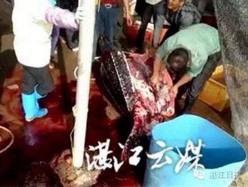 当地渔民说这种动物叫“船副”,很多人更是头一回见到。网上资料显示,国家二级保护动物棱皮龟,又称革龟,是龟鳖目中体型最大者,最大体长可达3米,龟壳长2米余。近年来,棱皮龟种群数量呈锐减趋势。据海龟调查报告表明,棱皮龟有可能在今后10-20年内灭绝。