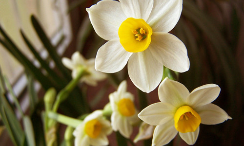 近日,“知乎”上有个很热的帖子,一位题主无奈地叙述了他遭遇到的尴尬事。他在院子里种了几十棵洋水仙,邻居一位老太太以为这是韭菜,就偷割了洋水仙,包了饺子给她孙子吃,结果导致小孩住院。现在老太太一家竟然上门来要求他赔偿,警察调解时也让他出于人道主义赔偿部分医药费,他疑惑了:到我家偷东西,虽然是价值微不足道的洋水仙,导致中毒,怎么还能要求我赔偿呢? 扬子晚报记者 陈迪晨