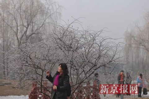 新京报快讯 2017年1月1日，中国园林博物馆，游客们欣赏雾凇。当天雾霾严重，空气湿度大，北京西部出现雾凇美景。新京报记者 薛珺 摄影报道