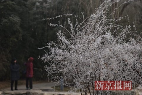 新京报网