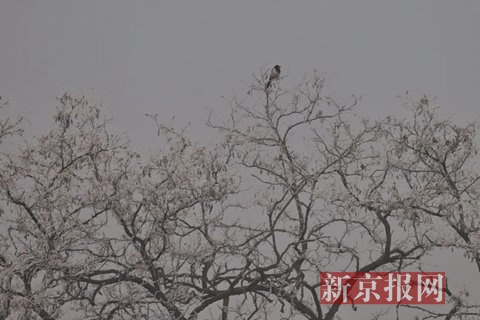 新京报网