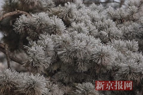 新京报快讯 2017年1月1日，中国园林博物馆，游客们欣赏雾凇。当天雾霾严重，空气湿度大，北京西部出现雾凇美景。新京报记者 薛珺 摄影报道