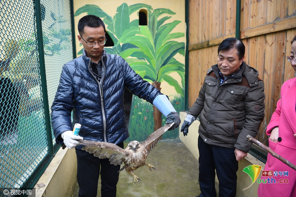 “我怀疑它受了伤,决定把它带回家里喂养。我找来一根树枝,先将大鸟压在下面,防止被其啄伤或抓伤,然后用手抓住它的翅膀。”王新春说,以前从未见过这种大鸟,带回家后,闻讯赶来的村民有的说是猫头鹰,有的说是老鹰。