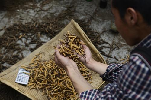 西藏山南地区加查县的一名虫草商在筛选虫草