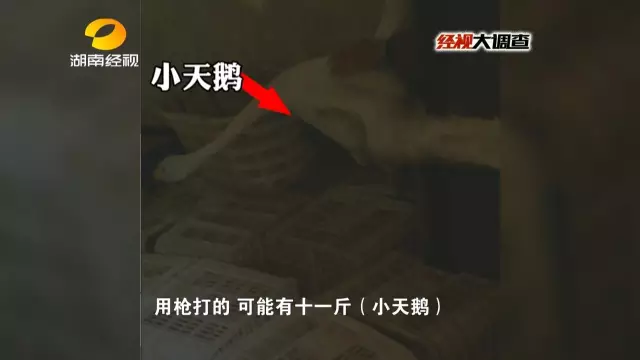 “洞庭野味餐馆”地下室里，我们看到了射伤的小天鹅，小天鹅的羽毛上有大面积血迹。在场的每个人对眼前的景象痛心不已。而在我国，小天鹅为国家二级保护动物！捕猎和销售都是违法行为！