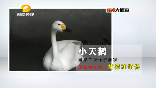 活体小天鹅被梁老板1000元卖出，梁老板向爱鸟人士透露，如果想在野味店吃掉，还需要再交纳200元手工费。
