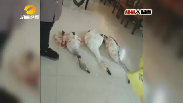 调查得知梁老板以一千六百元的价格收购了三只死体小天鹅，再转手高价倒卖两只死体小天鹅，售价高达1650元。中间可以赚得一只小天鹅的差价。梁老板保证，小天鹅绝对是打死的不是毒死的，还笑着说就在三四天前，自己还收购了一只有12斤半的小天鹅。