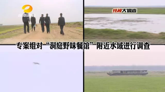 湘阴警方掌握到“洞庭野味餐馆”在贩卖、食用野生小天鹅的违法行为后，立即进行了立案侦查。那这么多小天鹅到底是谁在猎杀，又是谁在贩卖收购？野味餐馆的背后还隐藏着一个不为人知的惊天秘密。警方通过多天的蹲点守候，终于有了新的发现。