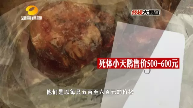 警方最终确认了野味馆梁某收购的天鹅来自于张某，立即对张某展开了调查。