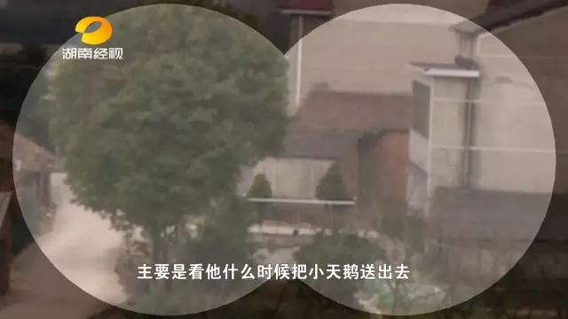 只要找到张某经常跟哪些人活动。真相很快就会大白。专案组再次来到湖区进行走访，隐藏在张某背后的人物慢慢显露出来。