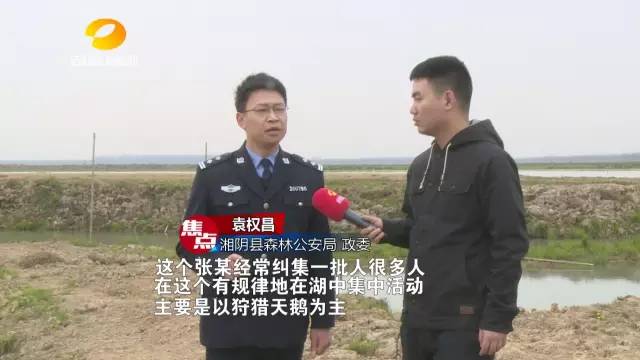 “洞庭野味餐馆”的背后，竟然隐藏着一个九人猎捕团伙。他们又是怎么猎杀小天鹅的呢？
