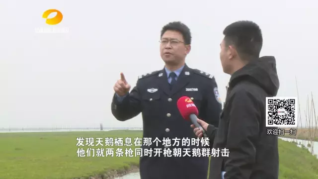 “抬枪”威力巨大，每次发射一百粒以上的子弹，辐射范围至少有500平方米。以张某为主的六人主要是负责捡拾，汪某他们三人负责打死打伤的小天鹅。侦查员调查了这9个人的行踪，很快查明这就是一起有组织的非法猎捕、杀害、收购出售珍贵濒危野生动物的犯罪团伙。