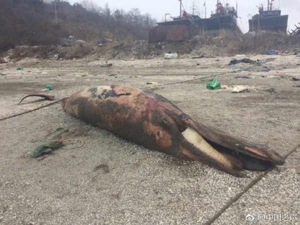一条7米长的鲸鱼搁浅死亡。 本文图片均为@中国之声 图
