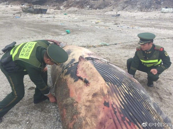 辽宁庄河黑岛今晨发现一条7米长鲸鱼搁浅，已死亡