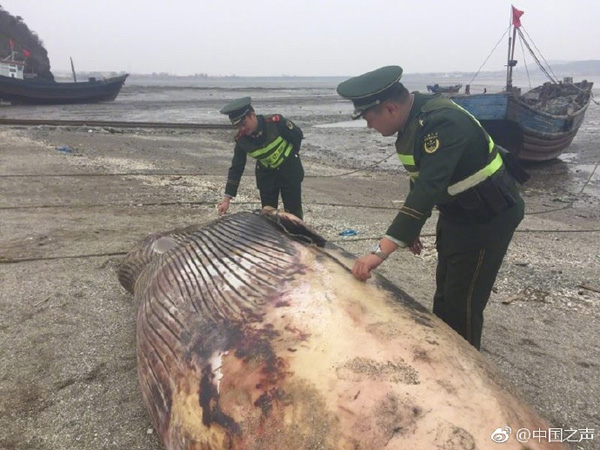 辽宁庄河黑岛今晨发现一条7米长鲸鱼搁浅，已死亡
