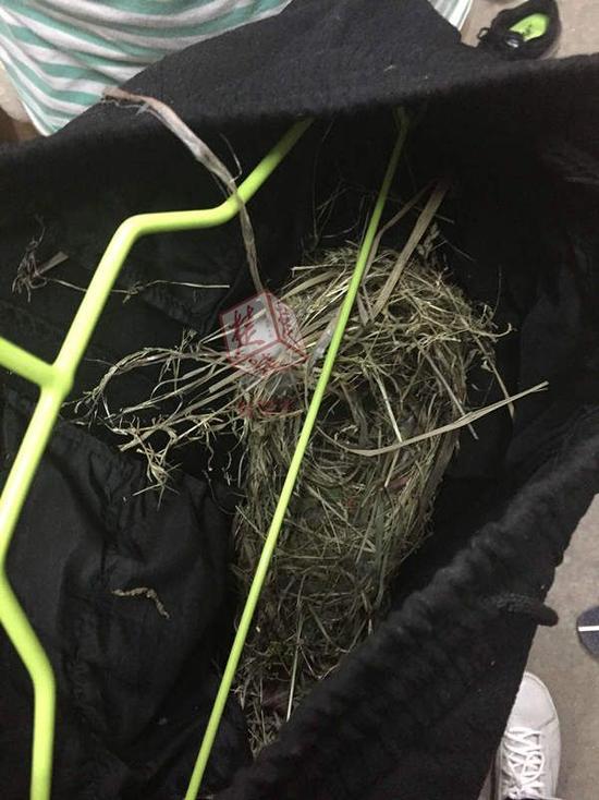 楚天都市报4月7日讯4月6日中午，武汉科技大学汽车学院车辆专业男生王洋在寝室阳台收衣服，却发现黑色裤子里有个鸟窝。
