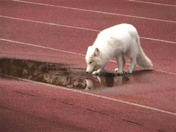 白狐在萧山十一中操场喝水休息。萧山十一中老师 供图