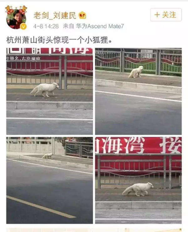 网友曾在萧山多处拍到过这只白狐