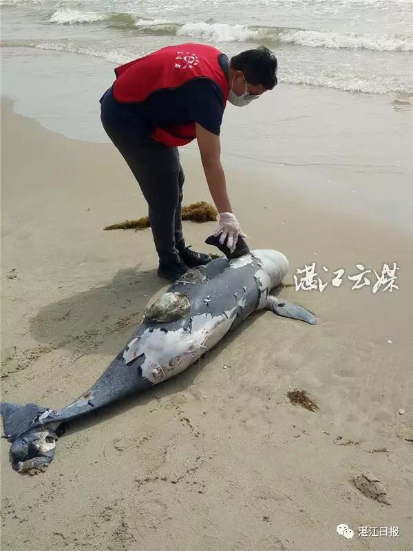 死亡的江豚。图片均来自湛江日报
