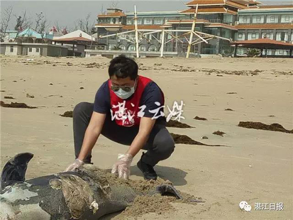 广东湛江去年6月至今发现11条死亡海豚，3条是中华白海豚